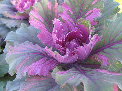 purple and green flowering cabbage thumbnail