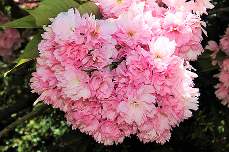 Flower Umbel, Cherry Blossom thumbnail