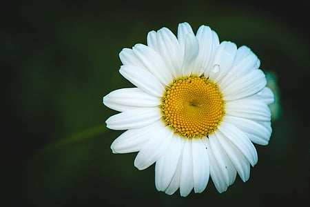 closeup photo of daisy thumbnail