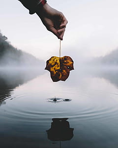 person holding brown maple leaf thumbnail