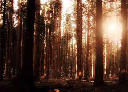 sepia photography of forest thumbnail