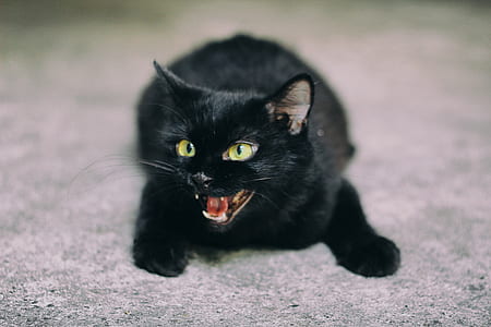 depth of field photography of black cat hissing thumbnail