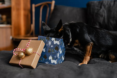 Christmas gifts for a cute little dog thumbnail