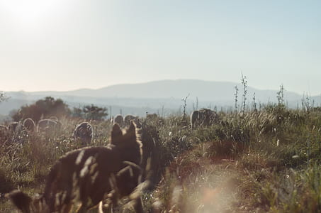 cayote surrounded by grass thumbnail
