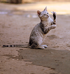 brown tabby cat thumbnail