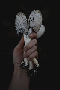 person holding three white mushrooms thumbnail