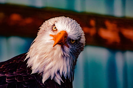 Bald Eagle Head thumbnail