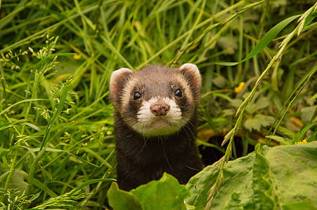 black Ferret on green grasses thumbnail