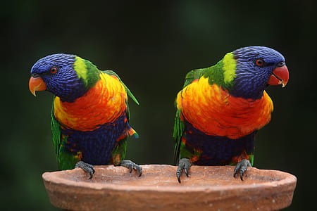 Blue Geeen and Orange Parrot thumbnail