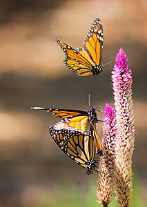 three monach butterflies near pink flowers thumbnail