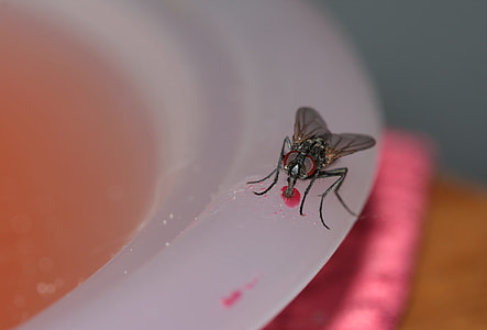 black horsefly on plate thumbnail