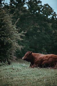 selective focus photography of brown cow sitting on green grass thumbnail