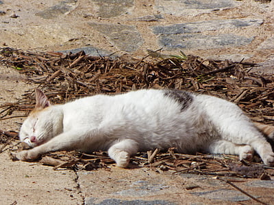sleeping cat on gray concrete thumbnail