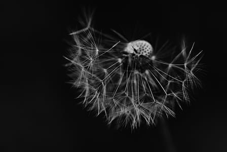 grayscale photography of flower thumbnail