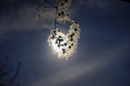 white flower in front of moon during nighttime thumbnail