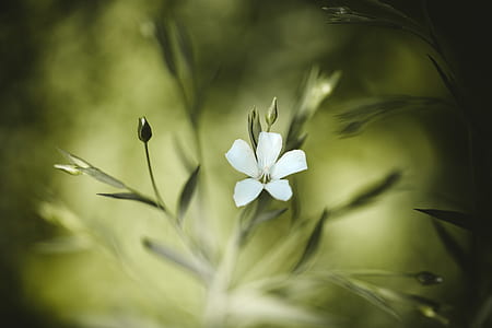 selective focus photography of white petaled flower thumbnail