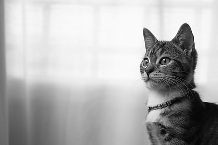 grayscale photo of Tabby cat thumbnail