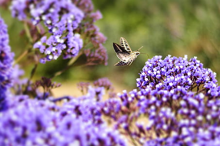 black and white hummingbird moth perching on purple cluster flower during daytime thumbnail