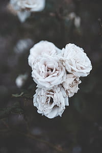 white petaled flowers thumbnail