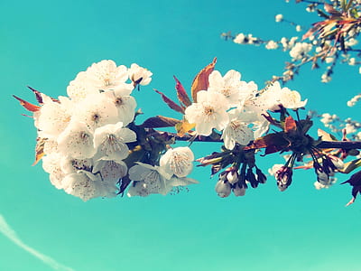 white cherry blossom flowers thumbnail