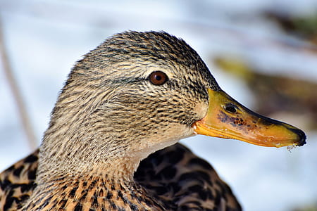 closeup photo of beige and black duck thumbnail
