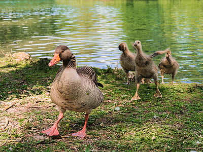 goose walking on ground near body of water thumbnail