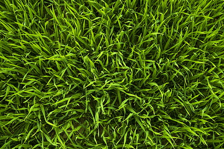green grass thumbnail