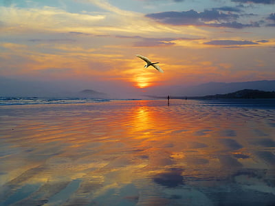 bird flying over body of water thumbnail