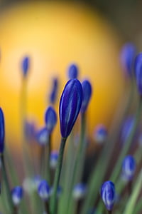 blue lily of the Nile flower buds selective focus photo thumbnail