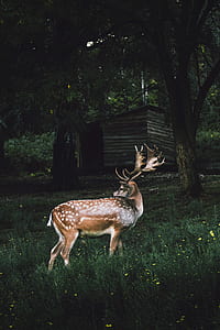 brown deer standing near tree during daytime thumbnail