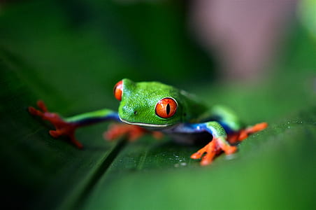 green frog on leaf thumbnail