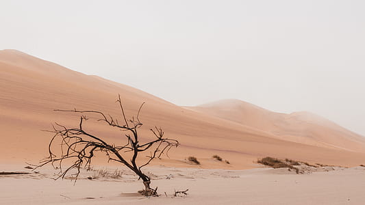 bare tree in desert at daytime thumbnail