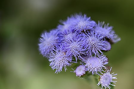 closeup photography of purple petaled flower thumbnail
