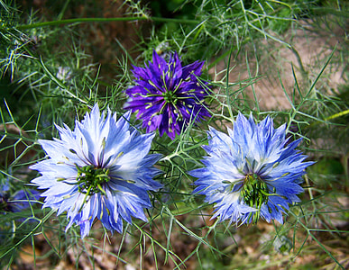 Borzaskata, Blue Garden Flowers thumbnail