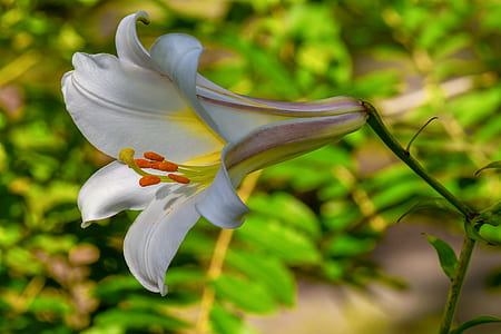 white regal lily flower macro photography thumbnail