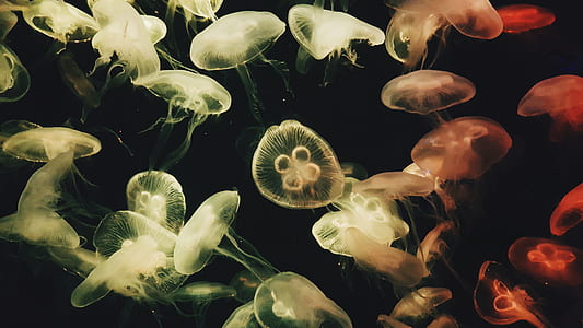time lapse photography of jellyfishes thumbnail