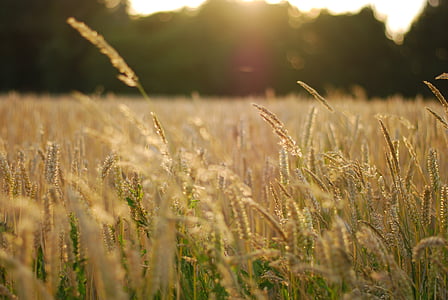 wheat fields thumbnail