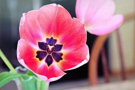 pink tulip in bloom selective focus photo thumbnail