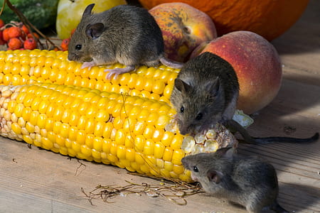 three black rats on yellow cord thumbnail