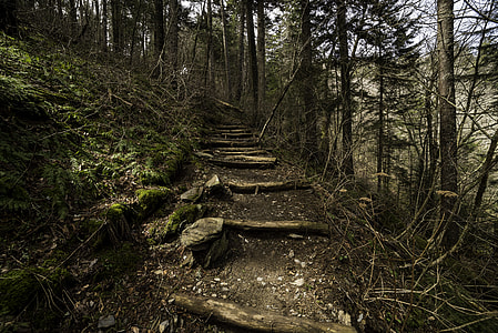 Steps on the Appalachian Trail leading to Clingman's Dome in Great Smoky Mountains National Park, Tennessee thumbnail