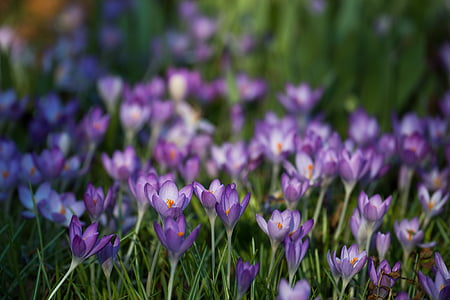 purple Crocus flower field thumbnail
