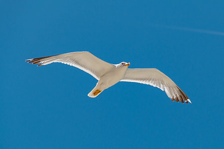 flying seagull thumbnail