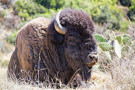 Bison sitting in the Grass thumbnail