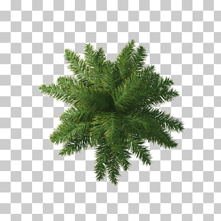Willow Tree Arecaceae, Palm tree, sago palm plant PNG clipart