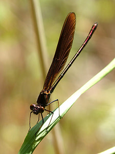 Dragonfly, Black Dragonfly thumbnail