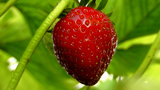 shallow focus photography of strawberry thumbnail