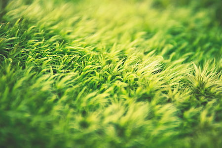 green grass close-up photo thumbnail