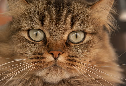 closeup photo of gray tabby kitten thumbnail