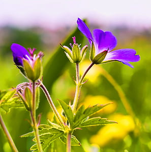 close-up photography of purple petaled flower in bloom thumbnail