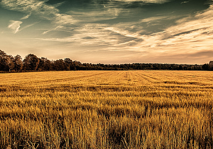 brown grass field under white sky thumbnail